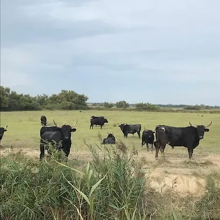 Traditional Camargue *